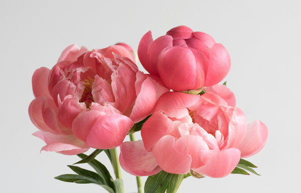 Discover our fine fragrances